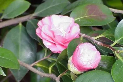 plantare Camellia gradina, cultivarea de flori și de îngrijire a notelor individuale