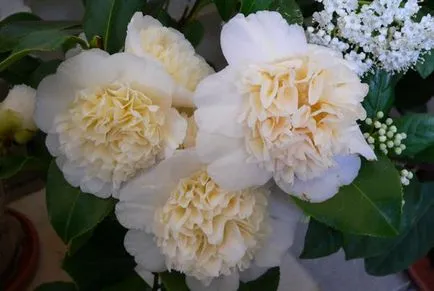 plantare Camellia gradina, cultivarea de flori și de îngrijire a notelor individuale