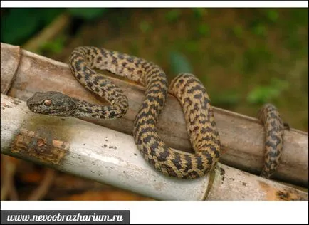 Cel mai veninos șarpe din lume
