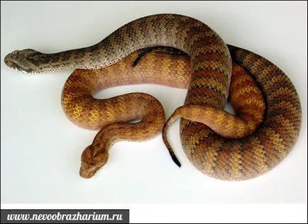 Cel mai veninos șarpe din lume
