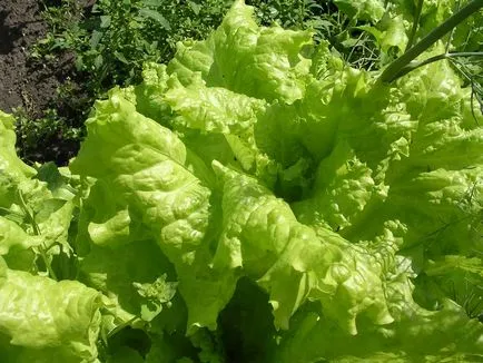 Saláta nőhet minden kertész