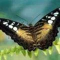 A legszebb pillangók a világ egy csomó fotó a nevét egzotikus és európai pillangók és sárga