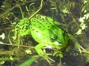 A legszokatlanabb módon tenyésztési békák