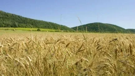 A leggyakoribb típusú allergia - a forrása a jó hangulat