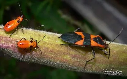 Cele mai neobisnuite insecte