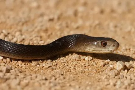Cele mai otrăvitoare șerpi din lume