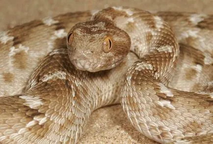 Най-отровните змии на света