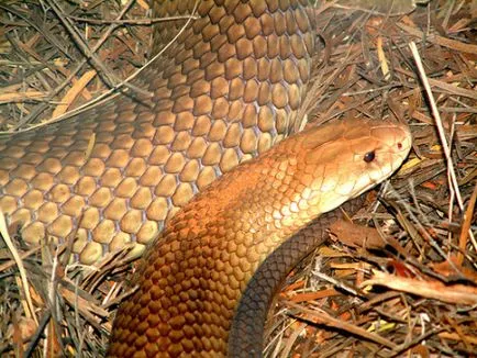 Най-отровните змии на света