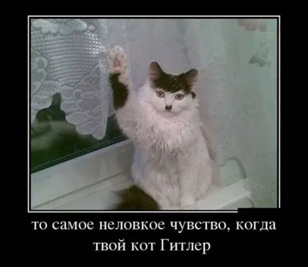 Самий пухнастий кіт у світі та інші відомі коти