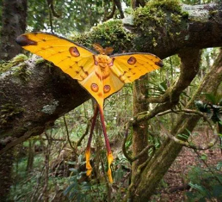 Най-красивите пеперуди в света много снимки с имената на екзотични и европейски пеперуди и жълто