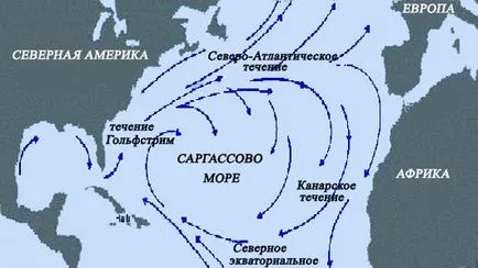 Саргасове море (пляма) Саргасове море