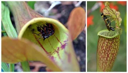 Sarracenia - îngrijire la domiciliu, tipurile de transplant