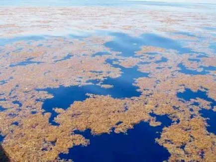 Саргасове море (пляма) Саргасове море