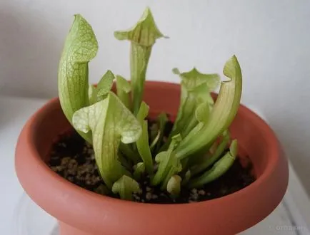 Sarracenia prădător de plante - de îngrijire la domiciliu