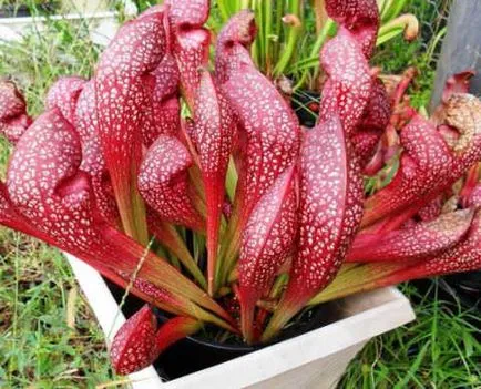 Sarracenia - prădător de plante la domiciliu