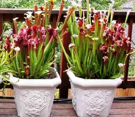 Sarracenia - prădător de plante la domiciliu