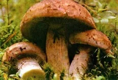 Їстівні гриби з фото і описами (стор