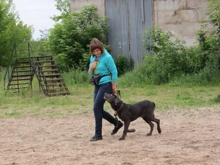 Hogyan kezdjük el a kutya képzés a legjobb gyakorlatok, iokss