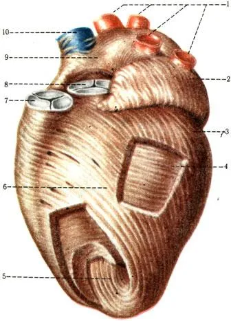 Heart - locația, structura, proiecția pe suprafața pieptului