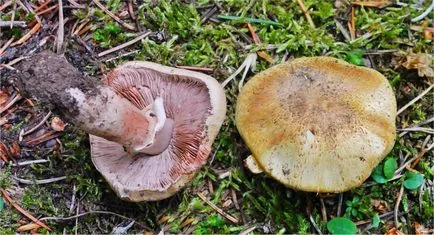 Mushroom гора, където той не отговаря да обърка с други гъби