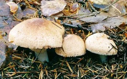 Mushroom гора, където той не отговаря да обърка с други гъби