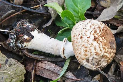 Mushroom гора, където той не отговаря да обърка с други гъби