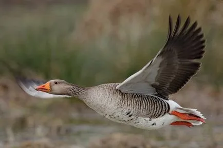 Grey Goose stil de viață, de reproducere, hrănire și vânătoare de gâște sălbatice