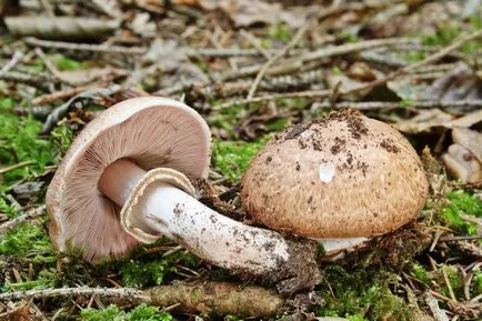 Mushroom гора, където той не отговаря да обърка с други гъби