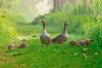 Grey Goose stil de viață, de reproducere, hrănire și vânătoare de gâște sălbatice