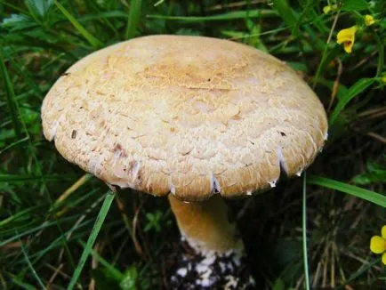 Mushroom гора, където той не отговаря да обърка с други гъби