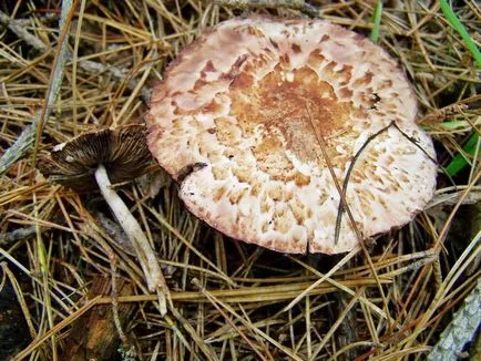 Mushroom гора, където той не отговаря да обърка с други гъби