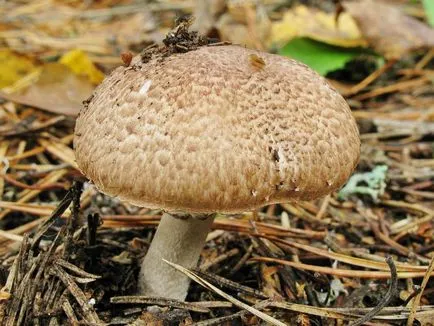 Mushroom гора, където той не отговаря да обърка с други гъби