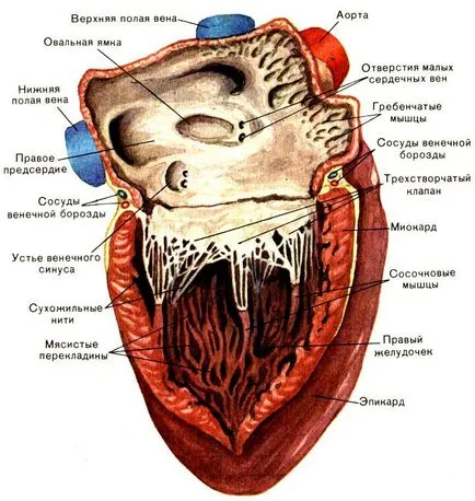 Heart - locația, structura, proiecția pe suprafața pieptului