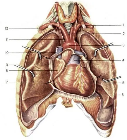 Heart - locația, structura, proiecția pe suprafața pieptului