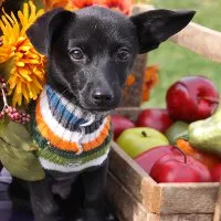 Puppy ваксинации след правила за грижа