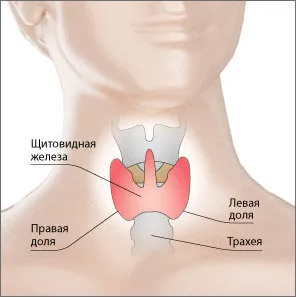 Щитовидна залоза