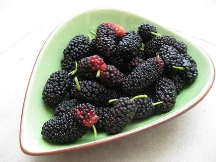 Mulberry fajok és fotó, termesztése és gondozása a fák