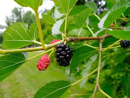 specii de dud și fotografie, cultivarea și îngrijirea arborilor