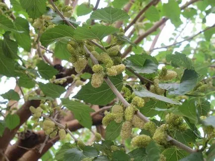 specii de dud și fotografie, cultivarea și îngrijirea arborilor