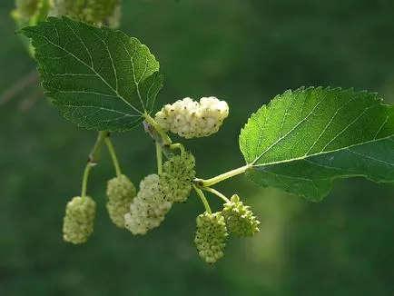 specii de dud și fotografie, cultivarea și îngrijirea arborilor