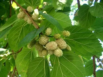 specii de dud și fotografie, cultivarea și îngrijirea arborilor