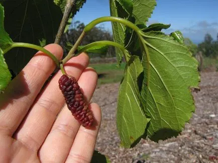 Mulberry fajok és fotó, termesztése és gondozása a fák