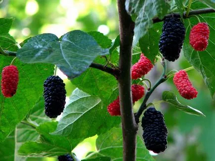 Mulberry fajok és fotó, termesztése és gondozása a fák