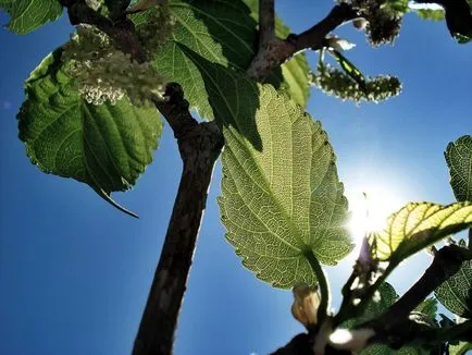 Mulberry fajok és fotó, termesztése és gondozása a fák