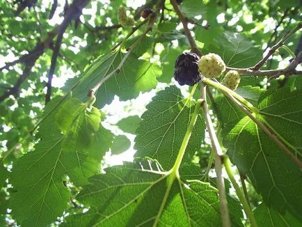 Mulberry fajok és fotó, termesztése és gondozása a fák