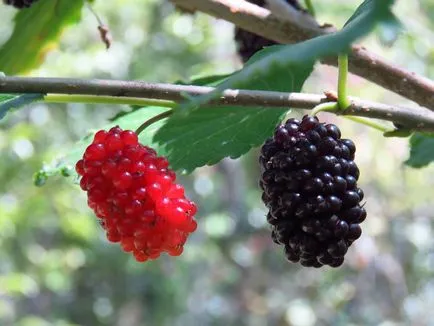 Mulberry fajok és fotó, termesztése és gondozása a fák
