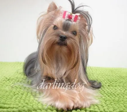 Puppy Yorkshire terrier caine miniatural nu este doar o bucurie