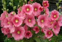 Alcea (47 снимки) расте от семена, когато да се засадят, озеленяване и поддръжка, годишен, цветя chaterz