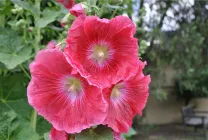 Alcea (47 снимки) расте от семена, когато да се засадят, озеленяване и поддръжка, годишен, цветя chaterz