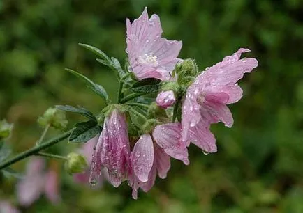 Alcea (47 fotografii) în creștere din semințe, atunci când pentru a planta, plantare și întreținere, anuale, flori chaterz